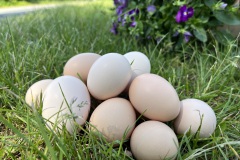 Wunderschöne, cremefarbene Eier unserer weißen Isabellhühner