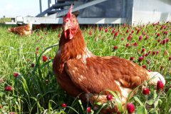 Wiesenhuhn im blühenden Kleegras