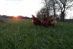 Drei Wiesenhühner im Abendlicht