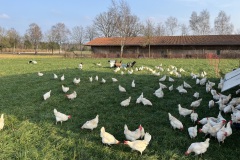 Isabellhühner auf frischem, grünen Kleegras