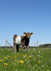 Dun-belted Galloway